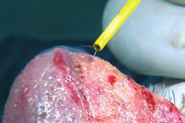 neonatal surgery Dentistry Dermatology ENT surgery Esthetic-plastic