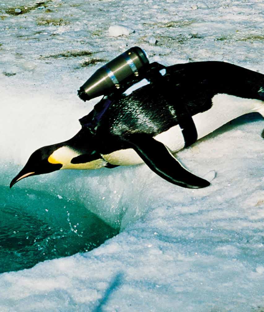 A penguin carries a Crittercam (a video camera invented by Greg