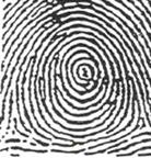 Creation of fingerprints occurs in the basal layer in the lower portion of the epidermis where new skin cells are produced.