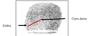 Ridge pattern recognizable pattern of ridges found in the end joints of fingers that form lines on the surfaces of objects in a fingerprint.