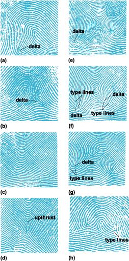 Use the following page to record the types of fingerprints displayed.