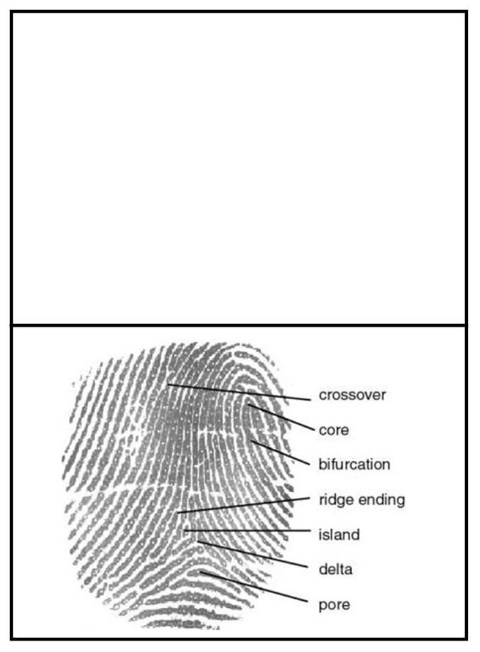 This booklet provides an up-close look at more details of a fingerprint. Forensics experts have to study these to make determinations.