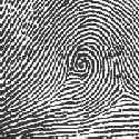 Central Pocket Whorl Has one or more ridges that make a complete circle Has