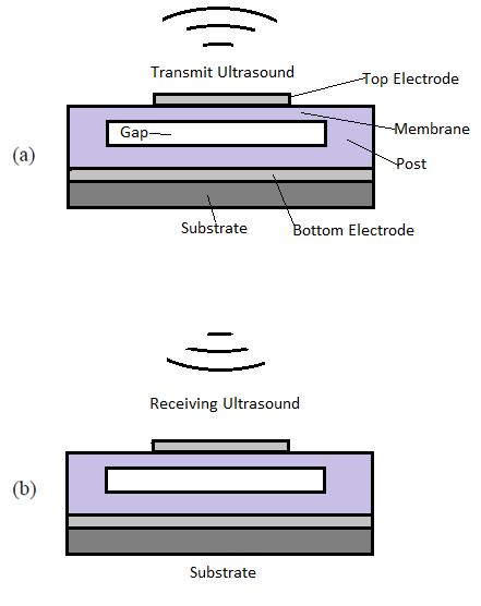 Figure 19: CMUT schematic of cells in (a) transmit mode and (b) receive mode A major improvement the CMUT provides in ultrasound imaging is acoustic matching between the vibrating membrane and the