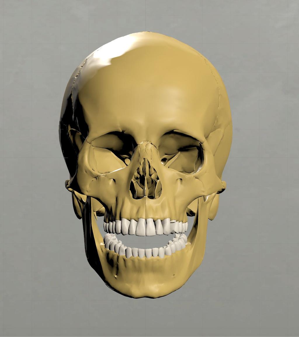 8 3. MATERIAL 3.1 Medical datasets The 3D models used in the application are finalised with the consent of anatomist.