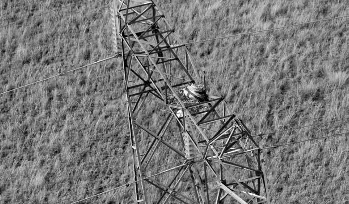 Table 1. The breeding status of 30 African White-backed Vulture and Martial Eagles nests found on pylons along the Grootkop-Kimberley 132 kv powerline on 27 August 2006.