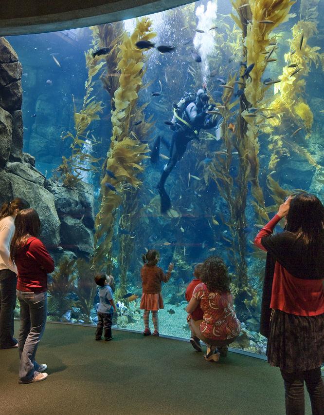 From our 188,000-gallon kelp forest tank, to our thirty-foot long touch tank and immersive