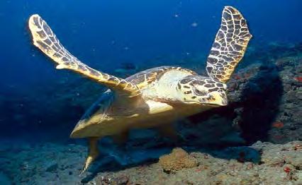 Sea turtles Species Mean WTP* to Improve