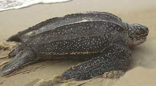 Hawksbill sea turtle $51.17 (47.04-55.