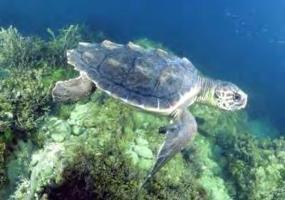 20) Leatherback sea turtle $36.04 (33.