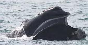 95) $69.46 (65.07-73.85) North Atlantic right whale $36.83 (33.65-40.13) $68.00 (63.96-71.