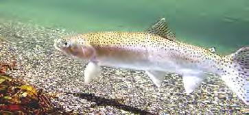 47) Upper Willamette River Chinook Salmon N/A