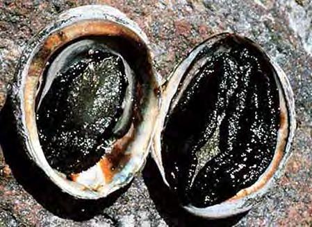 WTP * to Recover Black abalone $39.56 (35.