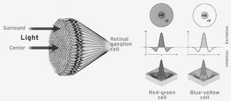 Retinal Ganglion cells First stage of visual processing Function: Absolute levels of