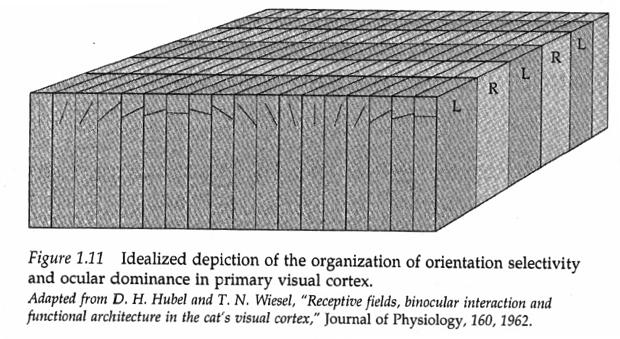 Organization and orientation selectivity (why and how?