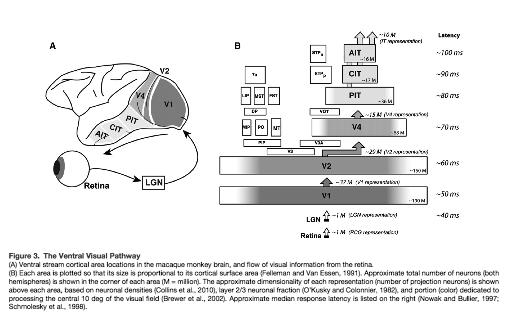 From: DiCarlo et al 2011 How Does the Brain Solve Visual Object Recognition?