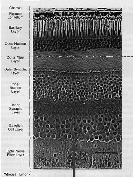 Retina Retina Three layers