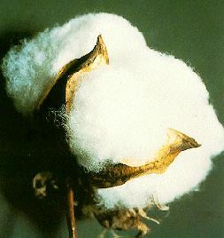 cocoon of silkworm, soft and smooth, lustrous