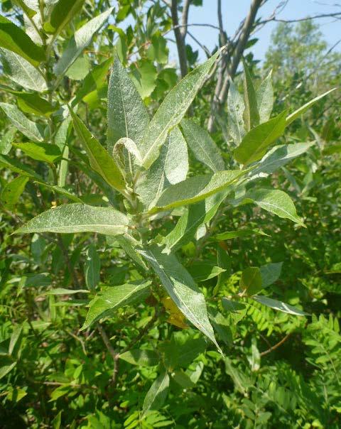 Survey Methods and Objectives SLELO surveillance within the dunes focused on three main objectives: Glossy Buckthorn Assessment: An opportunistic survey of the extent of Glossy Buckthorn (Rhamnus