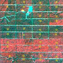 304C 303N 303S 302N 302S 301N 301S Figure 10 : Zoom on the VALERI Indonesian test site measurement square and measurements plots location.