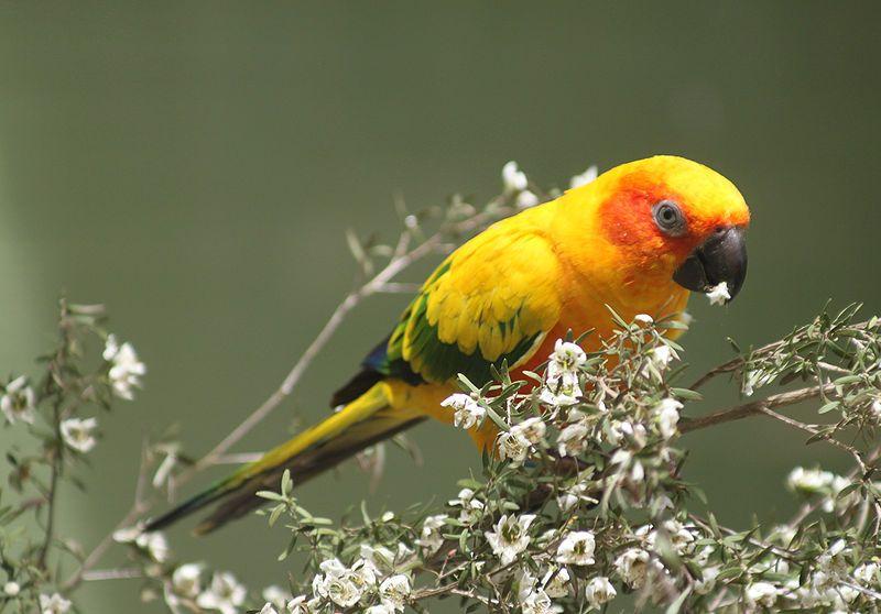 Species Description The scientific name for the sun parakeet is Aratinga solstitialis. It is also known as the Sun Conure or Yellow Conure.
