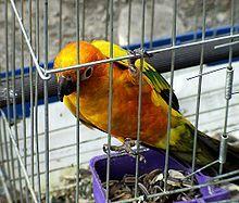 Why it s Endangered The sun parakeet population has been steadily decreasing since the 1980 s. Currently, it is estimated that there are anywhere between 1,000-2,500 adult individuals.