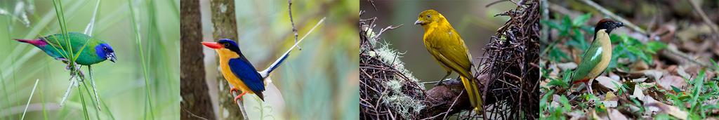Victoria's Riflebird, Sooty Owl (Lesser), Bridled & Macleay's Honeyeaters, Grey-headed Robin, Fernwren, Atherton Scrubwren, Mountain Thornbill, Pied Monarch, Bower's Shrike-thrush and Chowchilla.