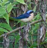 Fork-tailed Flycatcher Apical Flycatcher Barn Swallow Blue-and-white Swallow Southern Rough-winged Swallow House Wren Black-billed Thrush Blue-grey Tanager Flame-rumped Tanager Black-capped Tanager