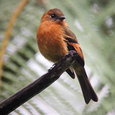 Cinnamon Flycatcher Chestnut-crowned Antpitta Black-eared Hemispingus Grey-hooded Bush-tanager Flame-rumped Tanager Blue-grey Tanager Palm Tanager Blue-capped Tanager Blue-winged Mountain-tanager