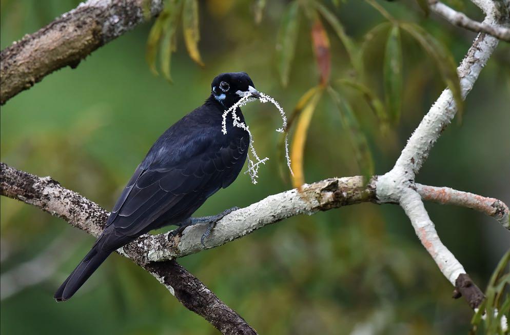 Hermit, Long-billed Starthroat, White-eared and White-chinned Jacamars, Silvered and Plumbeous Antbirds, Rufous-capped Antthrush, Crowned Slaty Flycatcher,