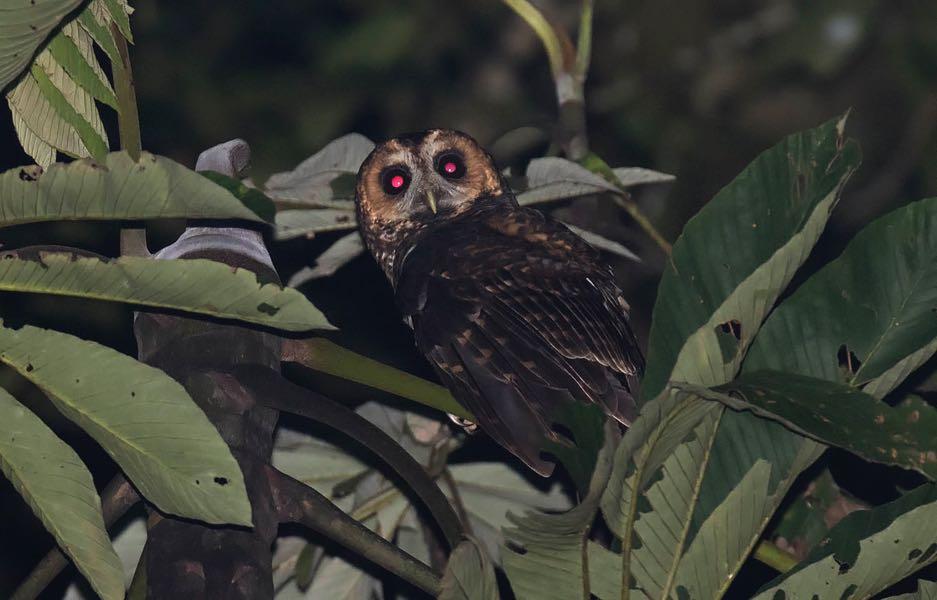 Mottled Owl Strix virgate (H) It was heard at Septimo Paraiso near Mindo. San Isidro Owl Strix spilonotus This famous owl gave superb looks this year! See note.