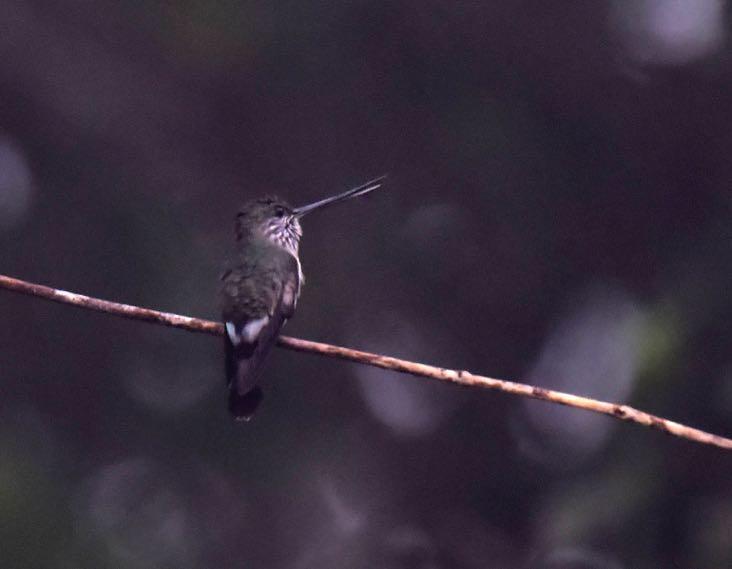 Tooth-billed Hummingbird and Napo Sabrewing. Tooth-billed Hummingbird Androdon aequatorialis One was seen along the La Union Road. Great bird!