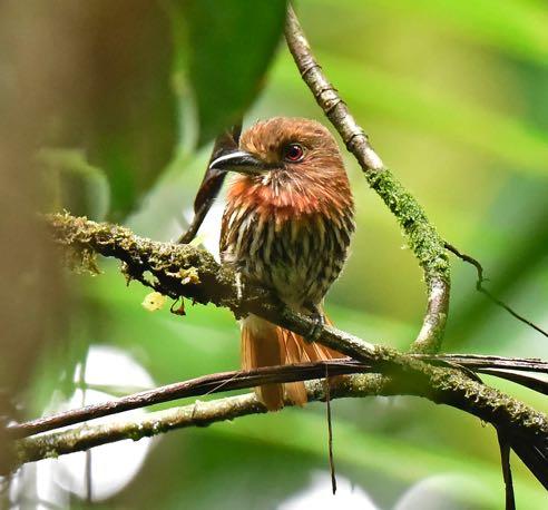 Barred, White-whiskered and Western Striolated Puffbirds. Barred Puffbird Nystalus radiates Seen along the Mashpi Road in rain.