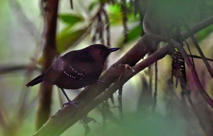 Peruvian Warbling Antbird Hypocnemis peruviana Seen on Amazonia. See note. Yellow-browed Antbird Hypocnemis hypoxantha We had great looks at this stunning antbird at Shiripuno.