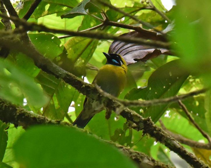 Blue-grey Tanager Thraupis episcopus It was common throughout the tour white-shouldered ones on the east. Palm Tanager Thraupis palmarum It was commonly seen throughout the tour.