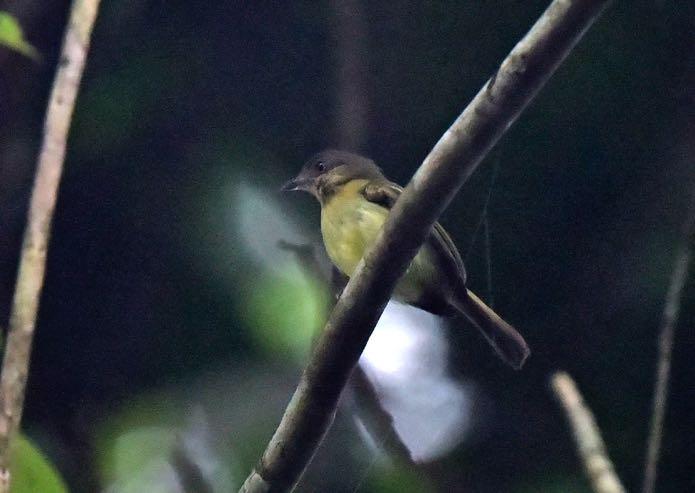The rarely-seen Orange-eyed Flatbill and Orange-crested Manakin Black-capped Tanager