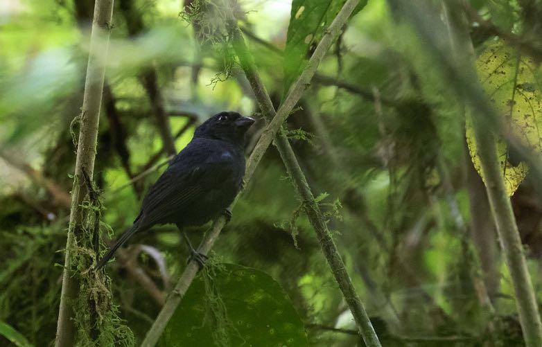 Ecuadorian (Blue) Seedeater near Mindo and a Crested Eagle from the Sani canopy tower. Blue-black Grassquit Volatinia jacarina Just a few were seen on our travels.