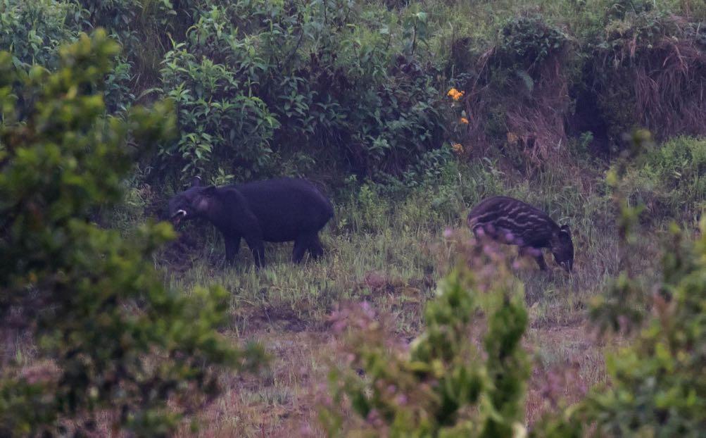 Andean Tapir and Common