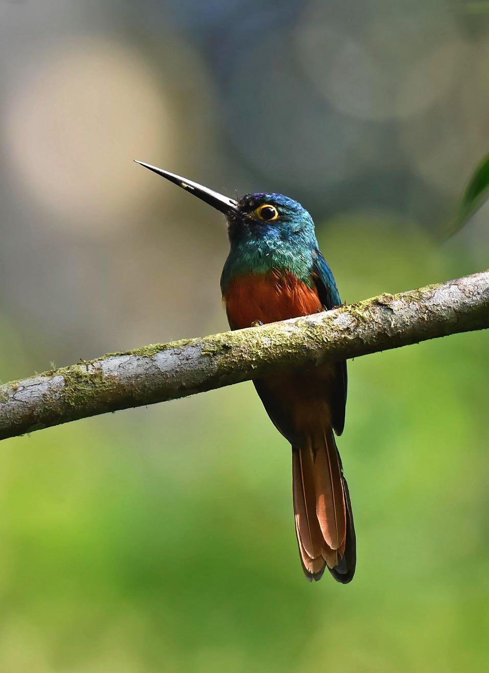 Coppery-chested Jacamar from Wild Sumaco 83 BirdQuest