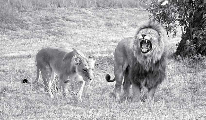 7. Loe. Täida lüngad. Välimus Lõvi on... loom. (väike / suur) Isa-lõvil on peas ja ka ela peal... lakk. (pikk / lühike) Lõvil on suus... hambad.