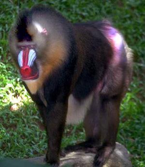 Wikipedia: Mandrillus is the genus of the mandrill and its close relative the drill.