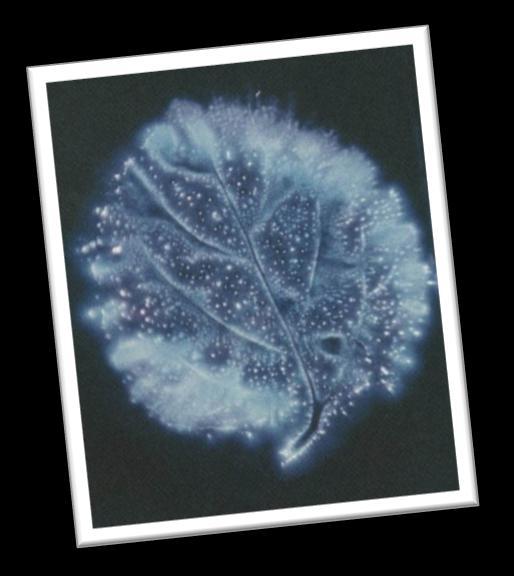 You may use Kirlian photography to explore the phenomena or take beautiful pictures.