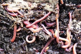 redworms - friends of farmers credits: Petr Kratochvil Non bio-degradable waste like pieces of cloth, polythene bags, broken glass, aluminium wrappers, nails, old shoes and broken toys cannot be