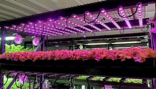 Horticultural Lighting Photosynthetically Active Radiation, PAR, 400-700nm Lux and lumens are not meaningful for plants.