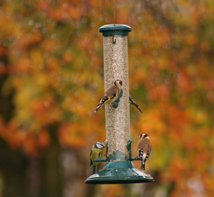The most numerous have been goldfinches with more than 12 present on occasions.