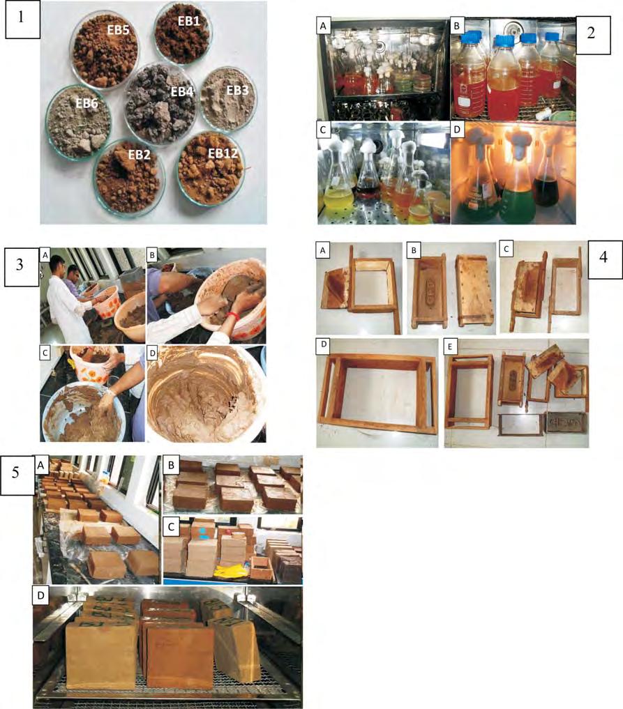 Figure Legends Fig. 4.44: Different types of soils used for brick preparation Fig. 4.45: Mass production of CHARUZYME Fig. 4.46: Pre-processing of soil and CHARUZYME before brick preparation Fig. 4.47: Different types of Molds used Fig.
