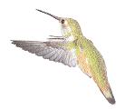 ORGANIZATIONS THAT STUDY AND SUPPORT HUMMINGBIRDS Hummer/ Bird Study Group P.O. Box 250 Clay, AL 35048-0250 phone: 205 681-2888 fax: 205 681-1339 www.hummingbirdsplus.org HummerBSG@aol.