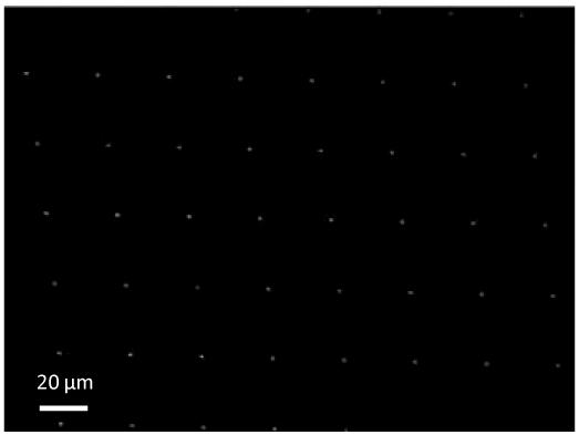 Fig. 5. Microscope image of a small part of the recostructed focus grid uder a 20X objective.