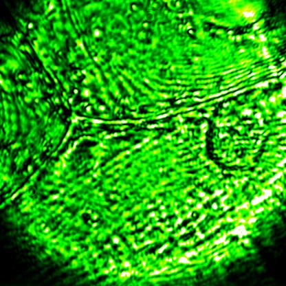 2. High-resolution holography onion cell 1 with nucleus This was the first high resolution image of a cell obtained in this project. The nucleus of the cell is clearly visible, as are the cell walls.