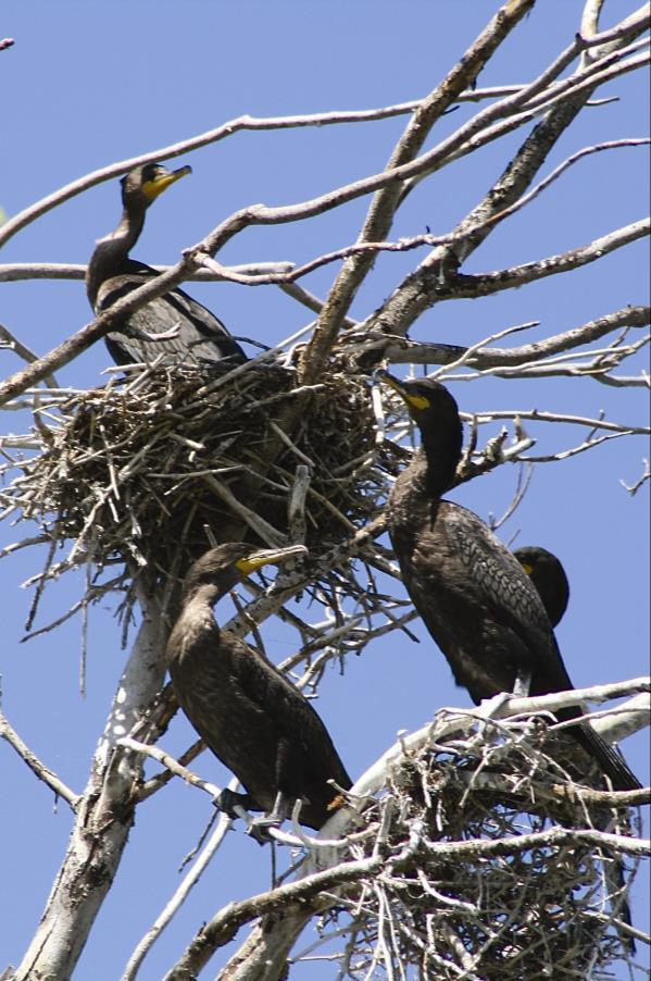 Impacts Habitat other species Loss of potential nesting and roosting habitat for other colonial birds Direct competition for existing nest sites Displace other colonial nesters